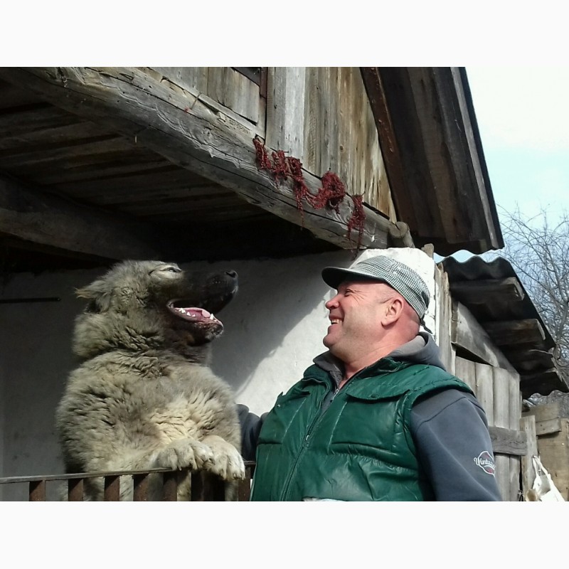 Фото 4. Кабель кавказской овчарки приглашает для вязки