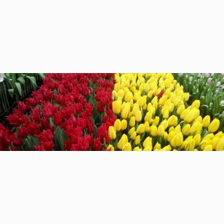 Продам цветы к 8 марта
