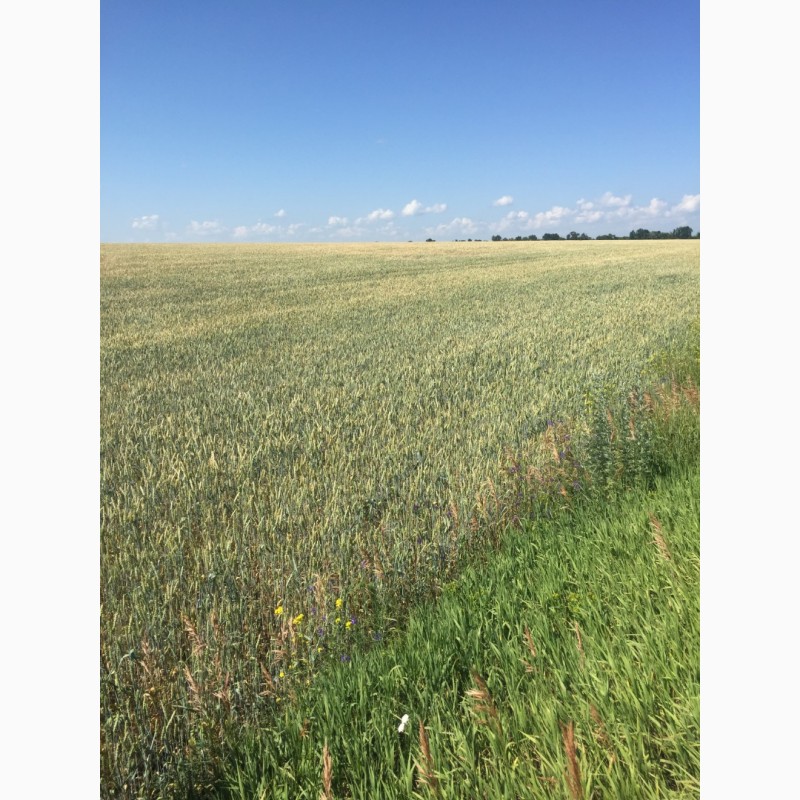Фото 3. Озимая пшеница Джерси/JERSEY (Канада) 1Р