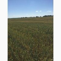 Озимая пшеница Джерси/JERSEY (Канада) 1Р