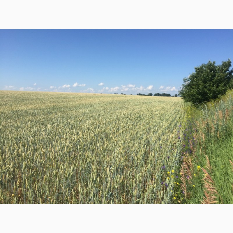 Фото 6. Озимая пшеница Джерси/JERSEY (Канада) 1Р