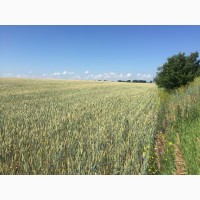 Озимая пшеница Джерси/JERSEY (Канада) 1Р