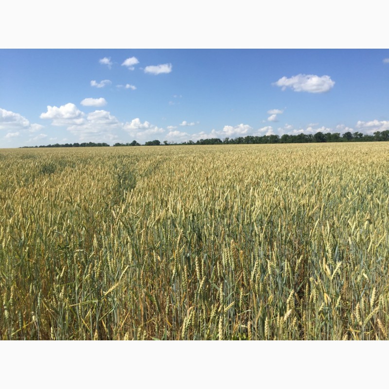 Фото 7. Озимая пшеница Джерси/JERSEY (Канада) 1Р
