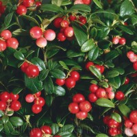 Продам саженцы Клюквы - Вашингтон и много других растений (опт от 1000 грн)