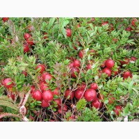 Продам саженцы Клюквы - Вашингтон и много других растений (опт от 1000 грн)