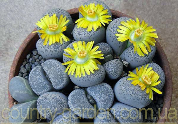 Фото 10. Эсклюзив цветущие камни Литопс от 70 - 120 грн и много других растений (опт от 1000 грн)
