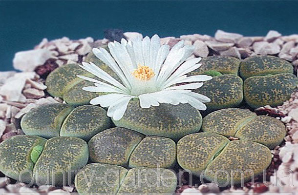 Фото 12. Эсклюзив цветущие камни Литопс от 70 - 120 грн и много других растений (опт от 1000 грн)
