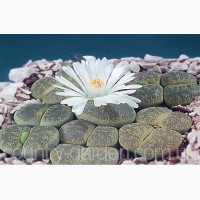 Эсклюзив цветущие камни Литопс от 70 - 120 грн и много других растений (опт от 1000 грн)