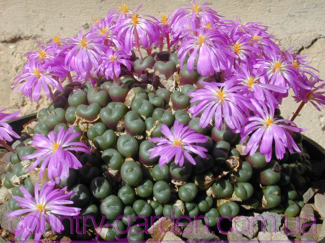Фото 5. Эсклюзив цветущие камни Литопс от 70 - 120 грн и много других растений (опт от 1000 грн)