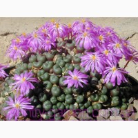 Эсклюзив цветущие камни Литопс от 70 - 120 грн и много других растений (опт от 1000 грн)