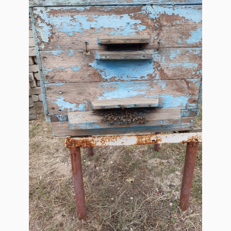Фото 3. Продам пчелосемьи недорого