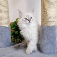 Котята сибирской невской маскарадной кошки