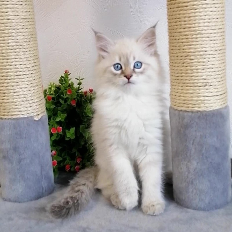 Фото 2. Котята сибирской невской маскарадной кошки