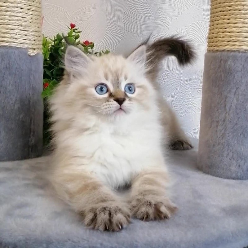 Фото 4. Котята сибирской невской маскарадной кошки