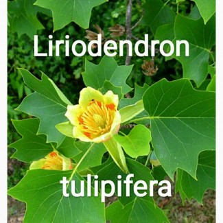 Семена тюльпанового дерева