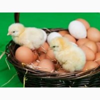 Продам інкубаційне яйце