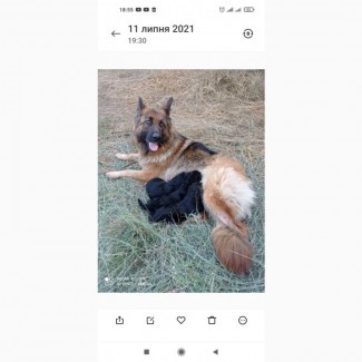 Продам щенков немецкой овчарки с родословной