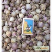Продам семена озимого чеснока (воздушка, однозубка, зубок) сорт Дюшес