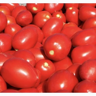 Продам помідори сливка у великій кількості