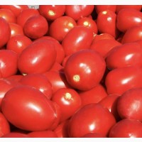 Продам помідори сливка у великій кількості