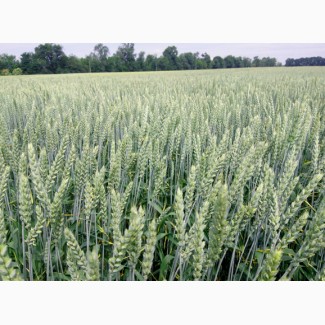Пшениця м#039;яка озима Муза білоцерківська. еліта