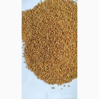 Продам просо жовте (Panicum miliaceum)- 500т., с/г виробник