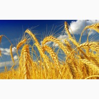 Продам пшеницю фураж Черкаська область, 190 тонн