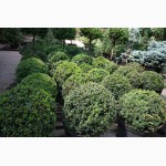 Самшит вечнозелёный кустовой 35-40 40-45 см Киев купить.