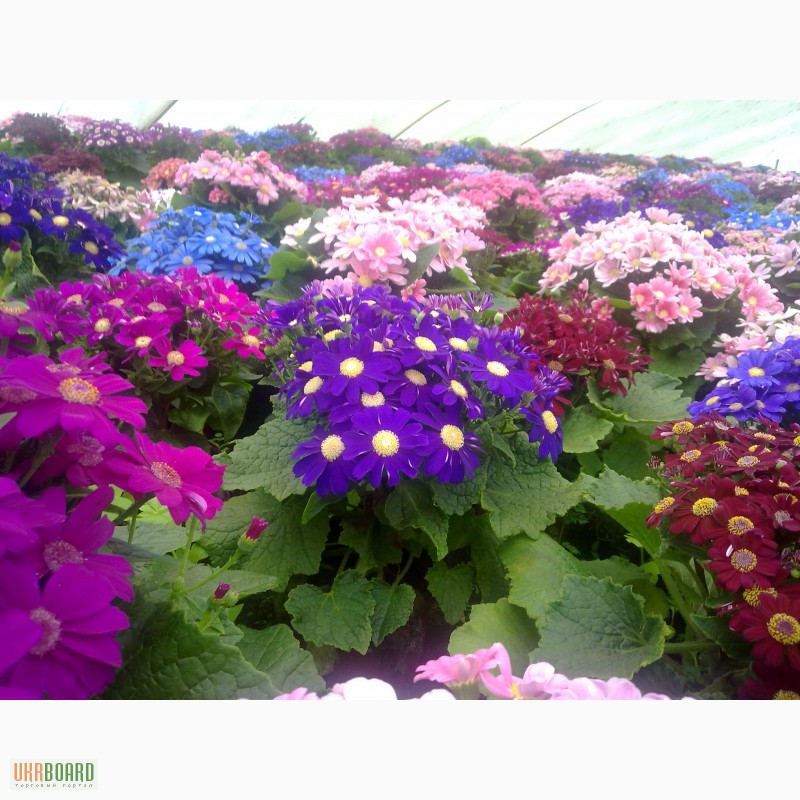 Фото 1/6. Продам цветы цинерария 20-25 грн к 14 февраля и 8 марта