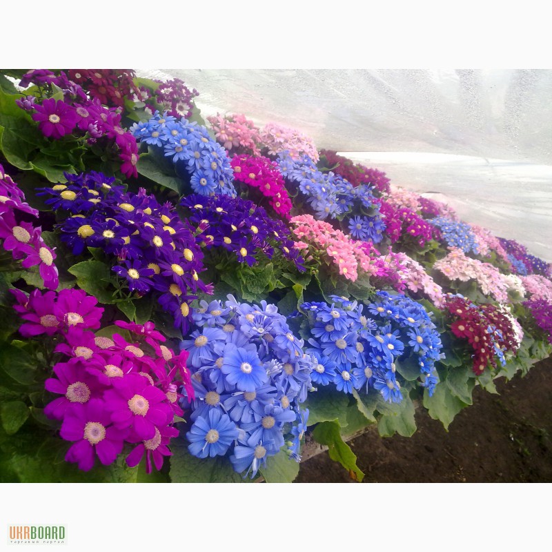 Фото 3/6. Продам цветы цинерария 20-25 грн к 14 февраля и 8 марта