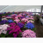 Продам цветы цинерария 20-25 грн к 14 февраля и 8 марта