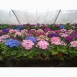 Продам цветы цинерария 20-25 грн к 14 февраля и 8 марта