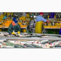 Рыбзаводы:Рабочие и разнорабочие