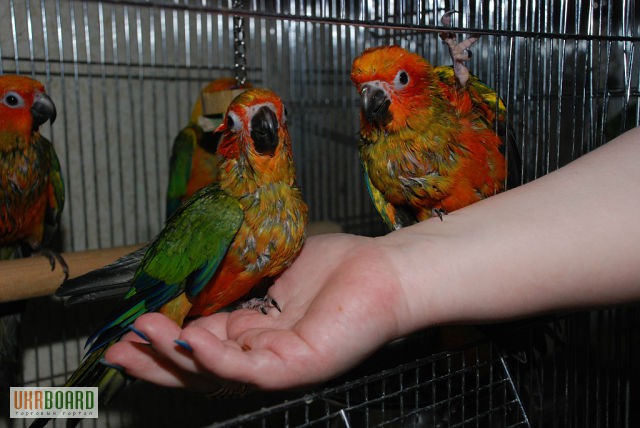 Абсолютно ручные попугаи средних размеров– птенцы Сенегала, Аратинги и Калиты-монаха