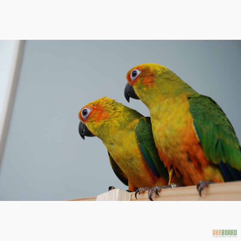 Фото 2. Абсолютно ручные попугаи средних размеров– птенцы Сенегала, Аратинги и Калиты-монаха