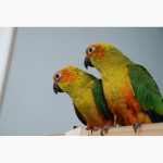 Абсолютно ручные попугаи средних размеров– птенцы Сенегала, Аратинги и Калиты-монаха
