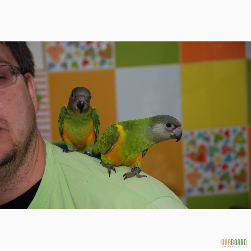 Фото 3. Абсолютно ручные попугаи средних размеров– птенцы Сенегала, Аратинги и Калиты-монаха