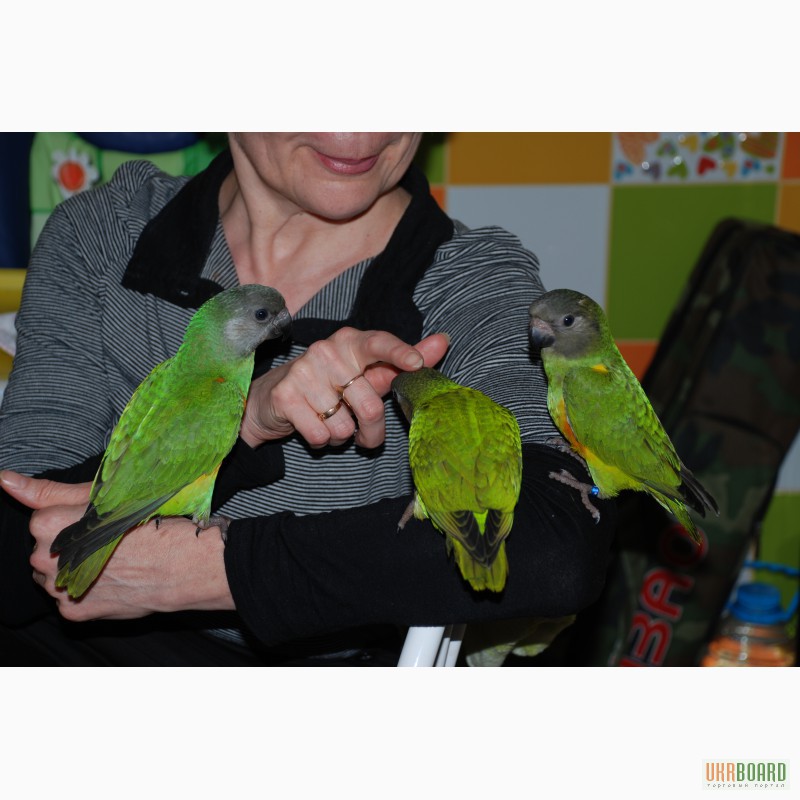 Фото 4. Абсолютно ручные попугаи средних размеров– птенцы Сенегала, Аратинги и Калиты-монаха