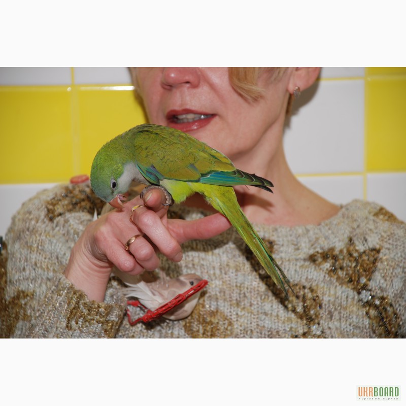 Фото 6. Абсолютно ручные попугаи средних размеров– птенцы Сенегала, Аратинги и Калиты-монаха