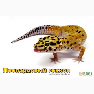 Продам ящерицы Леопардовый геккон (эублефар)