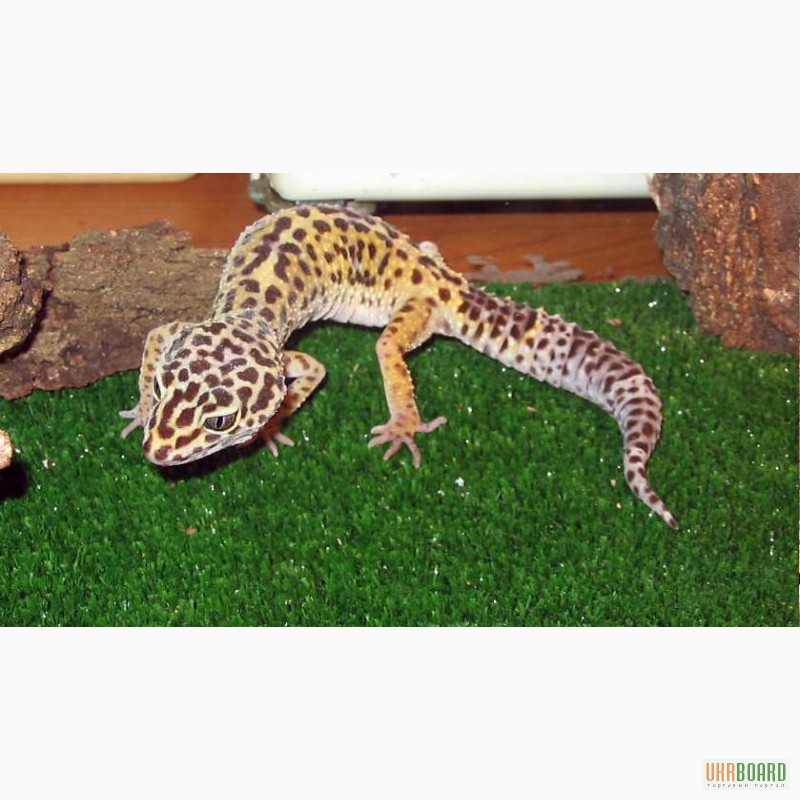 Фото 2/3. Продам ящерицы Леопардовый геккон (эублефар)