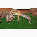 Продам ящерицы Леопардовый геккон (эублефар)