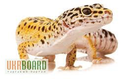 Фото 3. Продам ящерицы Леопардовый геккон (эублефар)