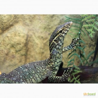 Нильский варан ( Varanus niloticus )