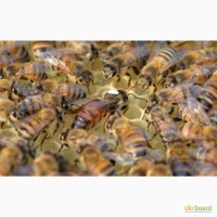 Бджоломатки Бакфаст (матки бакфаст)