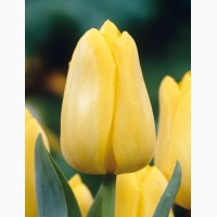 Тюльпани зрізані і в горщиках опт, роздріб до 8 березня
