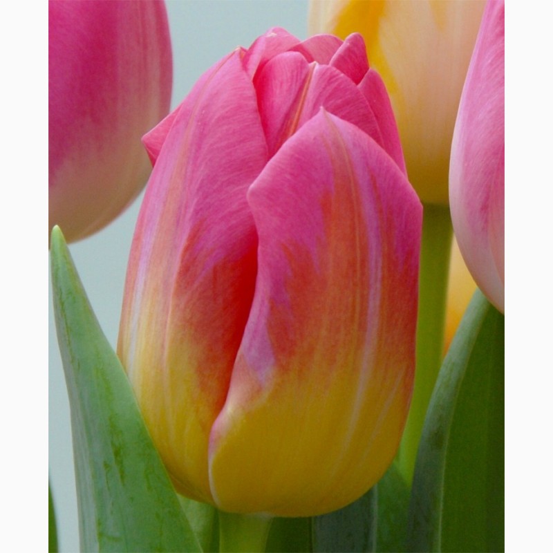 Фото 9. Тюльпани зрізані і в горщиках опт, роздріб до 8 березня