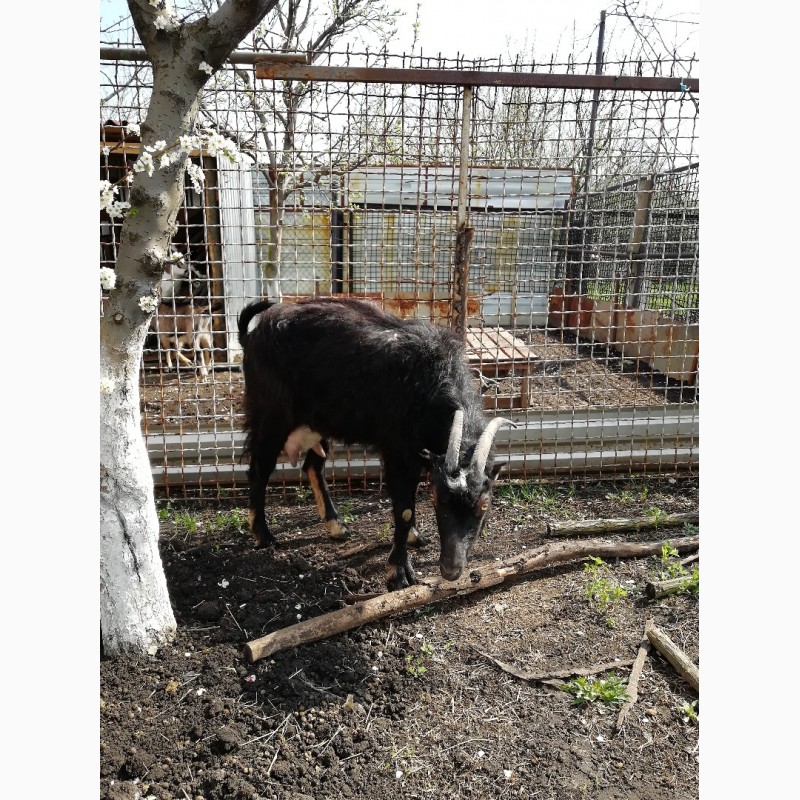 Фото 5. Продам козочек альпийской породы и ламанча коз дойных после окота
