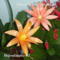 Рипсалидопсис. Рипсалидопсисы, пасхальные кактусы, рождественник