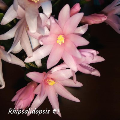 Фото 6. Рипсалидопсис. Рипсалидопсисы, пасхальные кактусы, рождественник
